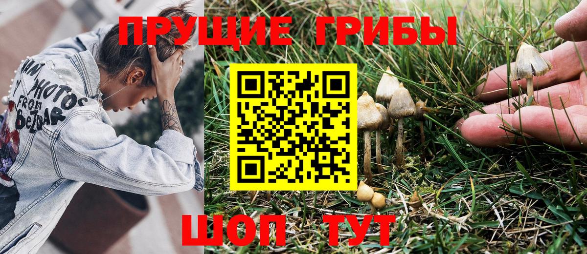 Псилоцибиновые грибы Psilocybine cubensis  Галлюциногенные грибы GOLDEN TEACHER  Горно-Алтайск  Вход с VPN 
